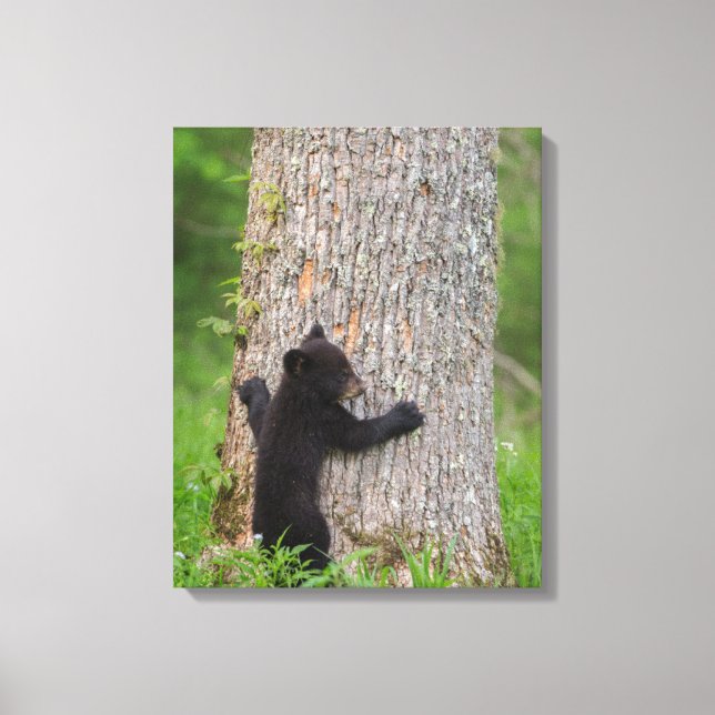 Black Bear Cub | Great Smoky Mountains Canvas Print (Front)