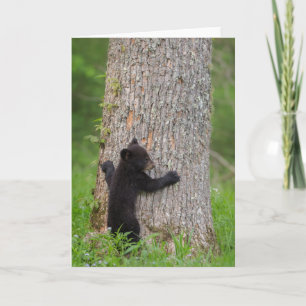 Black Bear Cub Great Smoky Mountains Card