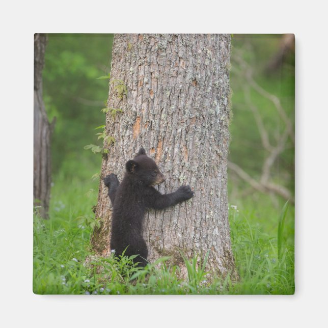 Black Bear Cub | Great Smoky Mountains Magnet (Front)