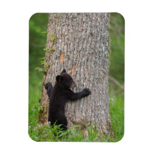 Black Bear Cub   Great Smoky Mountains Magnet