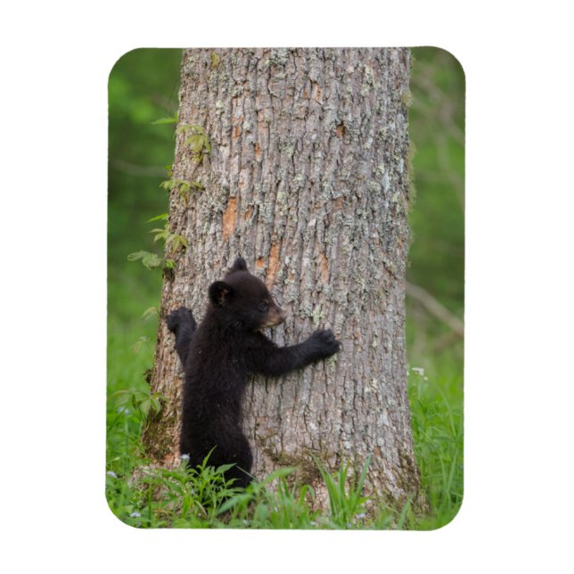 Black Bear Cub | Great Smoky Mountains Magnet (Vertical)