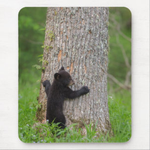 Black Bear Cub Great Smoky Mountains Mouse Mat