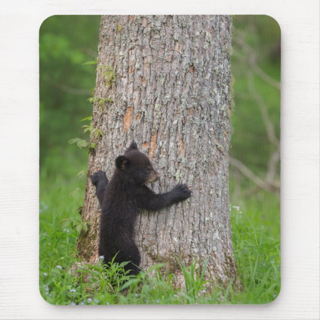 Black Bear Cub | Great Smoky Mountains Mouse Mat (Front)