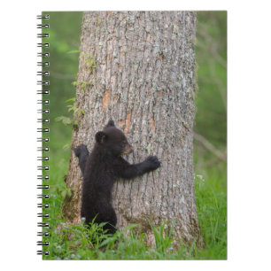 Black Bear Cub   Great Smoky Mountains Notebook