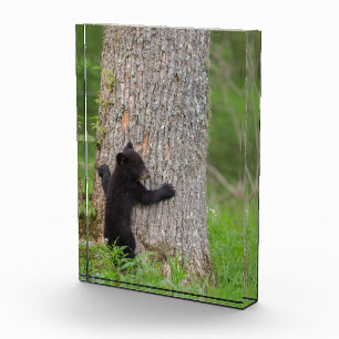 Black Bear Cub   Great Smoky Mountains Photo Block