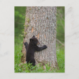 Black Bear Cub Great Smoky Mountains Postcard