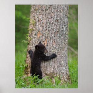 Black Bear Cub   Great Smoky Mountains Poster