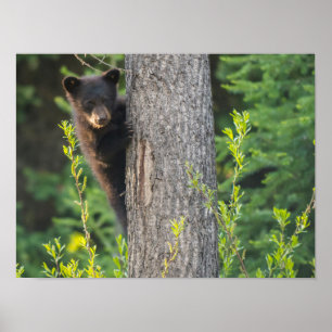 Black Bear Cub in Springtime Poster