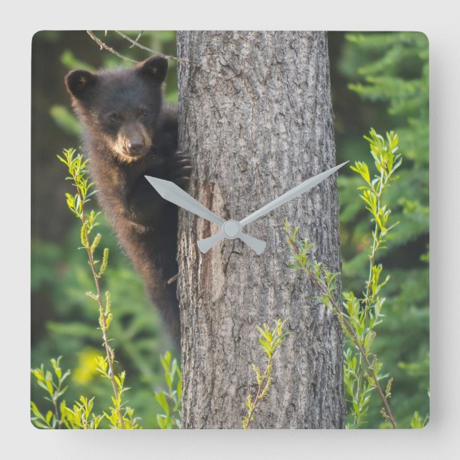 Black Bear Cub in Springtime Square Wall Clock (Front)