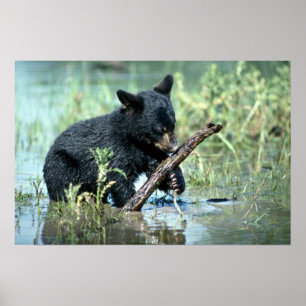 Black Bear-cub in summer marsh Poster