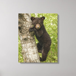 Black Bear cub In Tree Canvas Print
