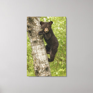 Black Bear Cub in Tree Canvas Print