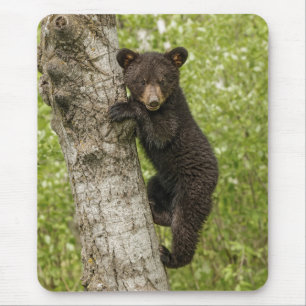 Black Bear Cub in Tree Mouse Mat