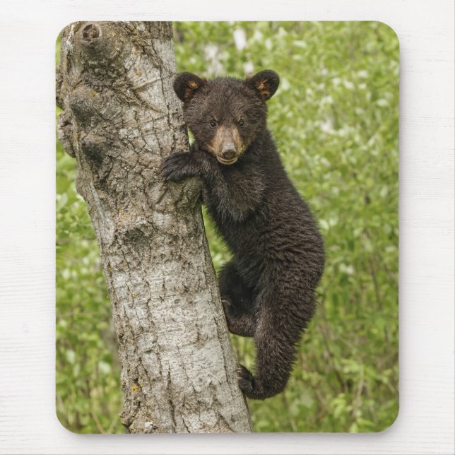 Black Bear Cub in Tree Mouse Mat (Front)