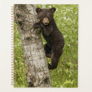 Black Bear Cub in Tree Planner