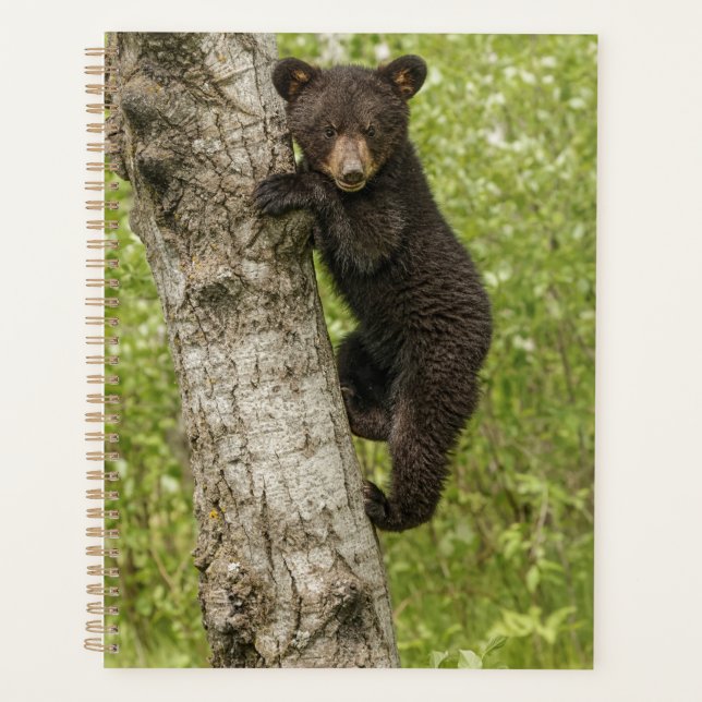 Black Bear Cub in Tree Planner (Front)