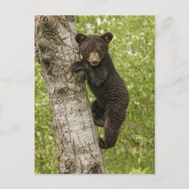 Black Bear cub In Tree Postcard (Front)
