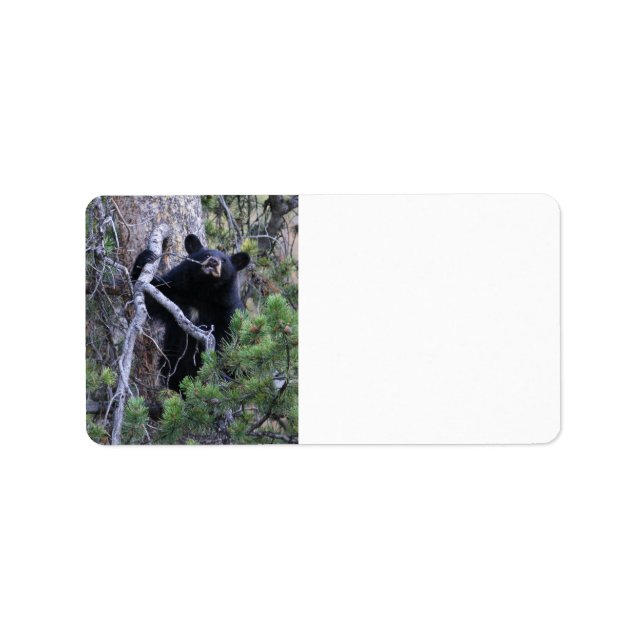 black bear cub label (Front)