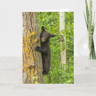 Black Bear Cub   Minnesota Card