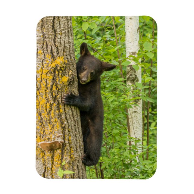 Black Bear Cub | Minnesota Magnet (Vertical)