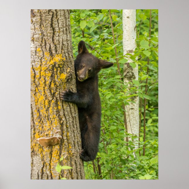 Black Bear Cub | Minnesota Poster (Front)