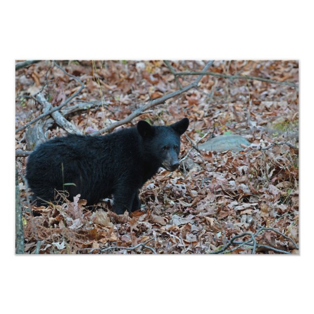 Black Bear Cub Photo Print (Front)