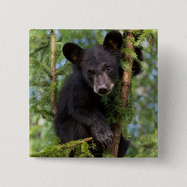 Black Bear Cub Playing in Trees 15 Cm Square Badge (Front)