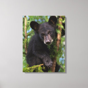 Black Bear Cub Playing in Trees Canvas Print