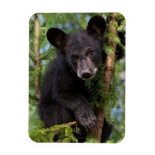 Black Bear Cub Playing in Trees Magnet