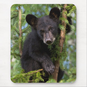 Black Bear Cub Playing in Trees Mouse Mat