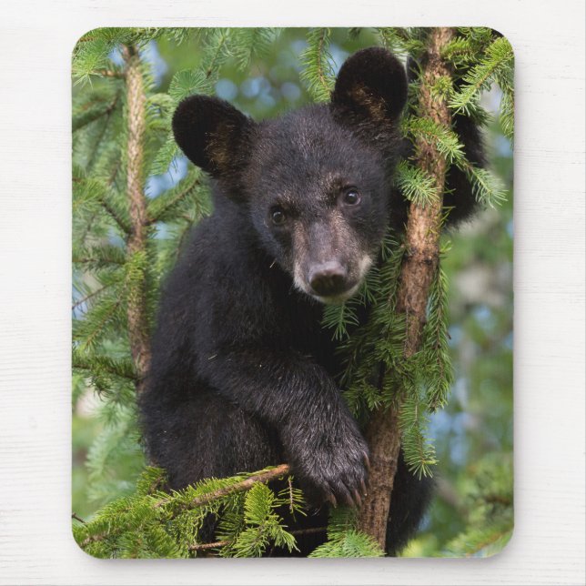 Black Bear Cub Playing in Trees Mouse Mat (Front)