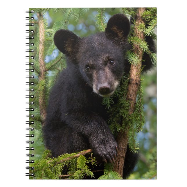 Black Bear Cub Playing in Trees Notebook (Front)