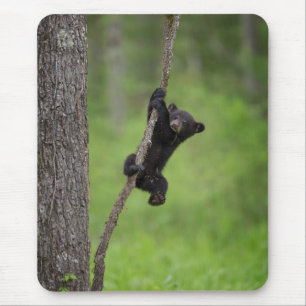 Black Bear Cub playing on Tree Limb Mouse Mat