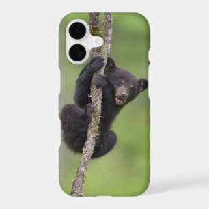 Black bear cub playing, Tennessee