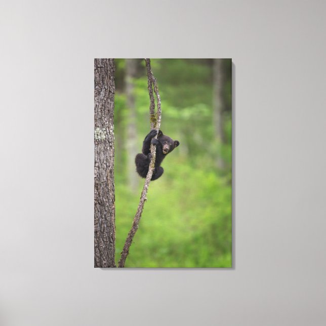 Black bear cub playing, Tennessee Canvas Print (Front)