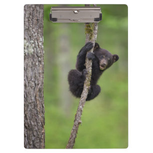 Black bear cub playing, Tennessee Clipboard