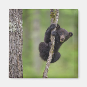 Black bear cub playing, Tennessee Magnet