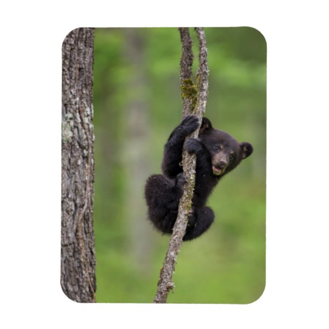Black bear cub playing, Tennessee Magnet (Vertical)