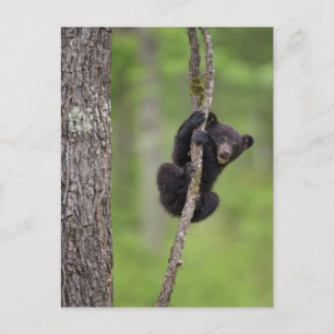 Black bear cub playing, Tennessee Postcard