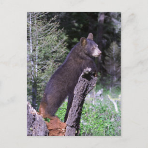 Black Bear Cub Postcard