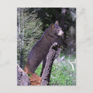 Black Bear Cub Postcard