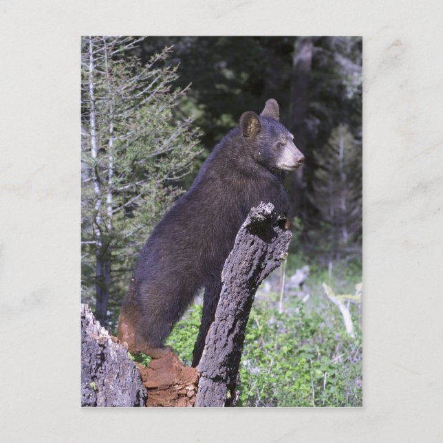 Black Bear Cub Postcard (Front)
