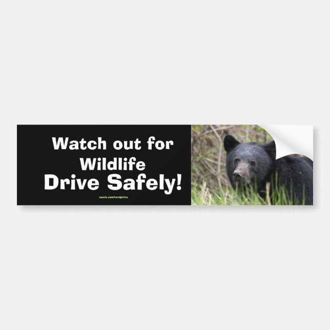 Black Bear Cub Wildlife Supporter Bumper Sticker (Front)