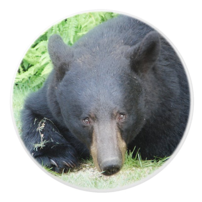 Black Bear - "Cubby Love" Ceramic Knob (Front)