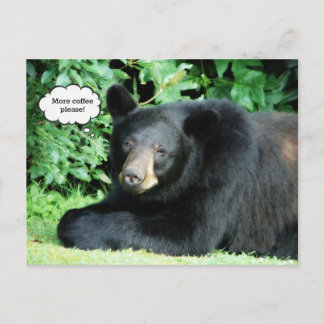 Black Bear - "Cubby More Coffee Please" Postcard