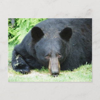 Black Bear - "Cubby" Postcard