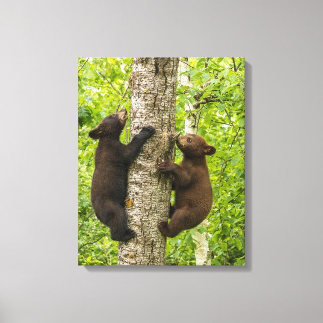Black Bear Cubs Climbing Tree Canvas Print (Front)