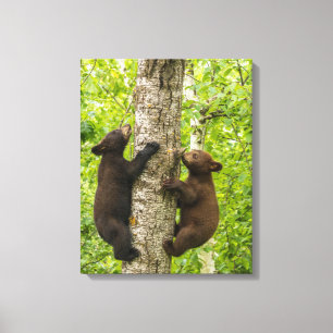 Black Bear Cubs Climbing Tree Canvas Print