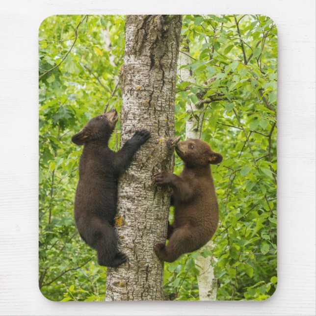 Black Bear Cubs Climbing Tree Mouse Mat (Front)
