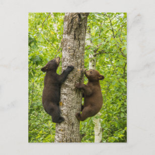Black Bear Cubs Climbing Tree Postcard